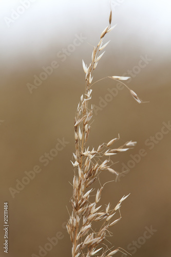 Fleurs d herbe sechee