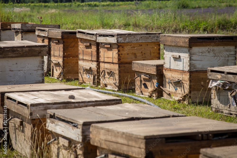 Beehives in the countryside