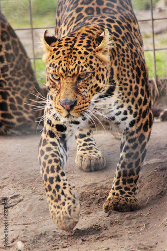 Leopard