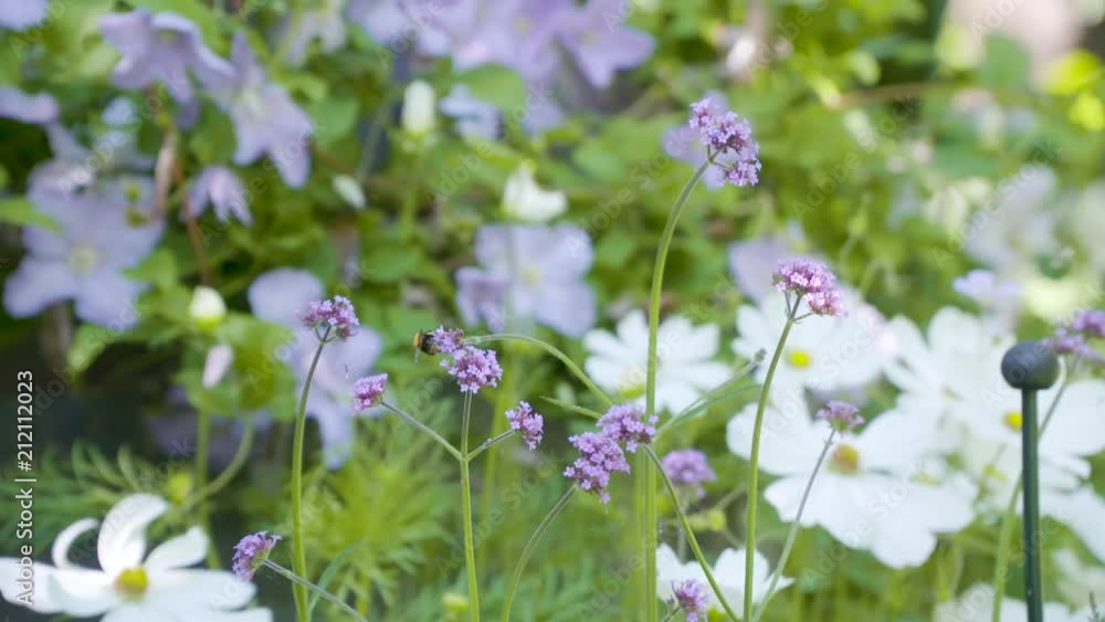 Bee filmed in slowmotion, purple flowers. Filmed with Sony FS7 180fps Bee filmed in slowmotion, purple flowers. Filmed with Sony FS7 180fps