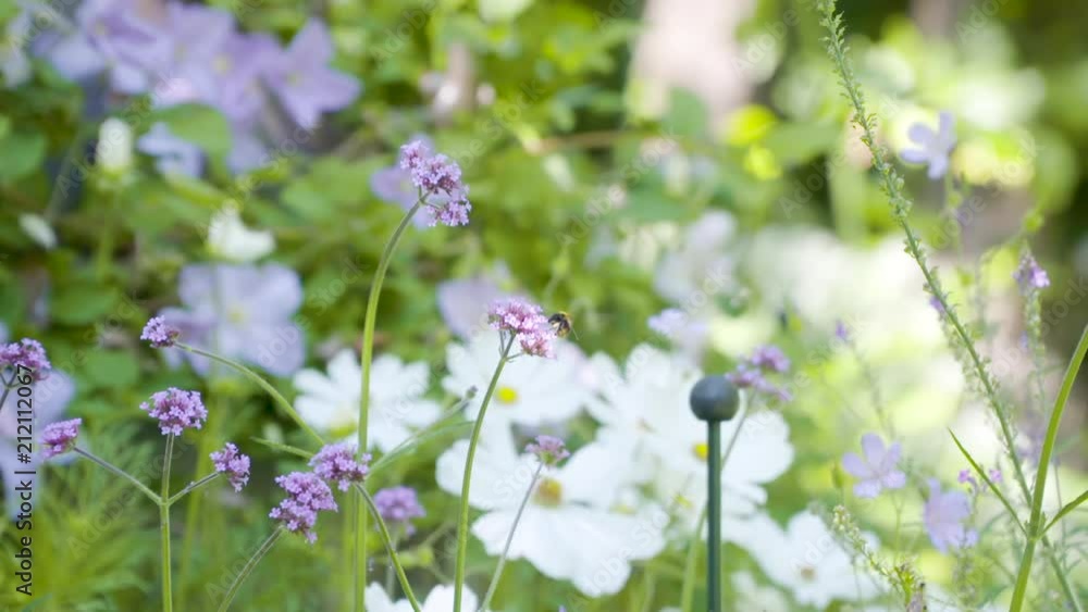 Bee filmed in slowmotion, purple flowers. Filmed with Sony FS7 180fps Bee filmed in slowmotion, purple flowers. Filmed with Sony FS7 180fps