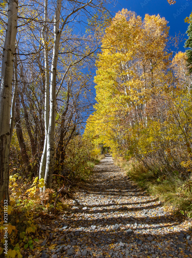 Hiking path in autumn with trees