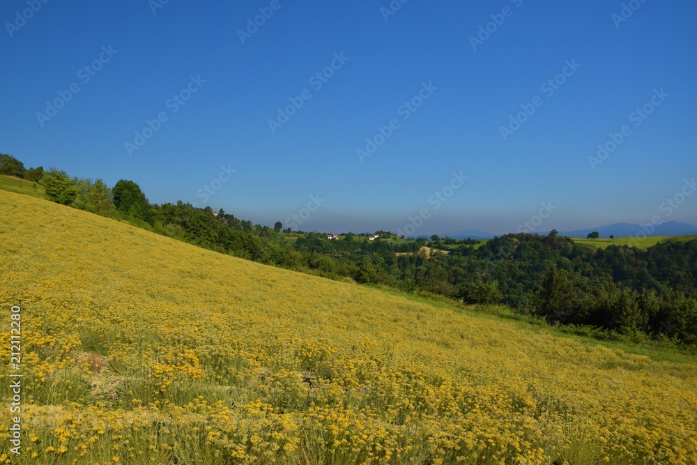 Summer landscape of Piedmont with yellow field