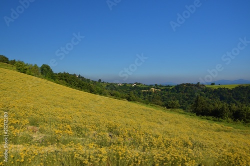 Summer landscape of Piedmont with yellow field