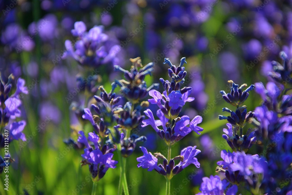 lavender plants in nature closeup