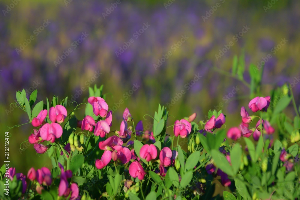 Rose snapdragon closeup