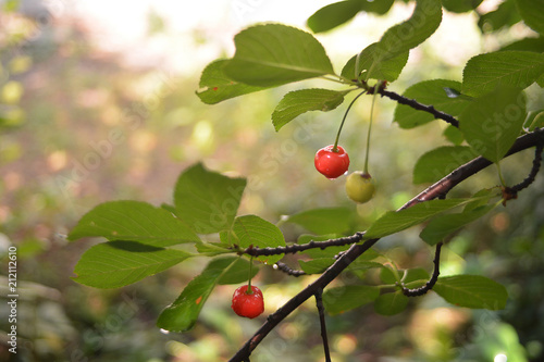 Berries of a cherry on a tree branch after a rain on a background of foliage