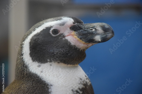 Konstfotografi pinguino