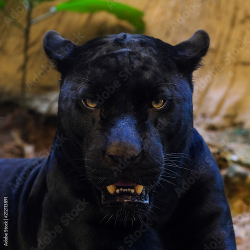 black panther shot close up