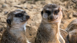 Two interested meerkats look at you