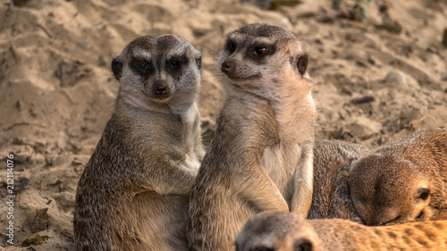 Two interested meerkats are sunbathing