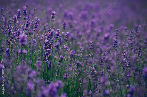Fresh purple lavender 