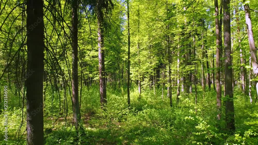 Flying between the trees in the spring forest. Flying between the trees in the spring forest.