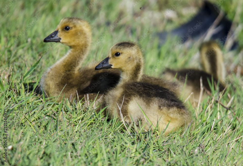 Baby Geese Baby Geese