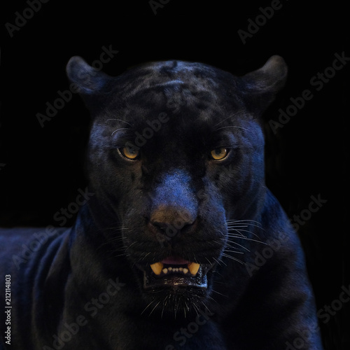 Fotomurale black panther shot close up with black background