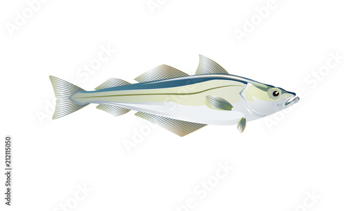 Pollock fish drawn illustrations of Atlantic or Alaska. Vector