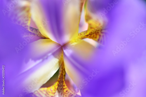 Fototapeta Naklejka Na Ścianę i Meble -  Close-up of violet irises. Macro photography
