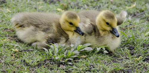 Baby Geese © Chris