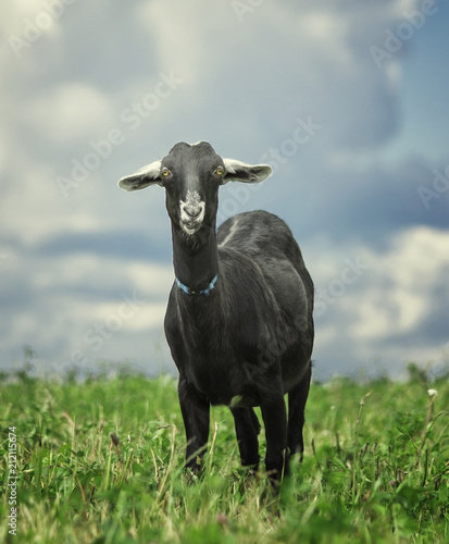 Portrait of a funny black goat on the meadow