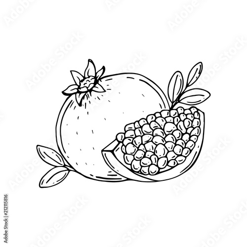 Pomegranate. Half of pomegranate. Pomegranate seeds. Vector Illustration. Hand drawn.