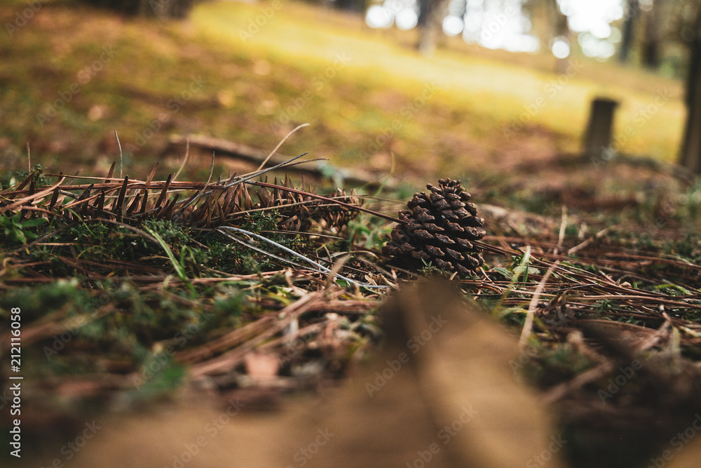 Obraz premium Natureza