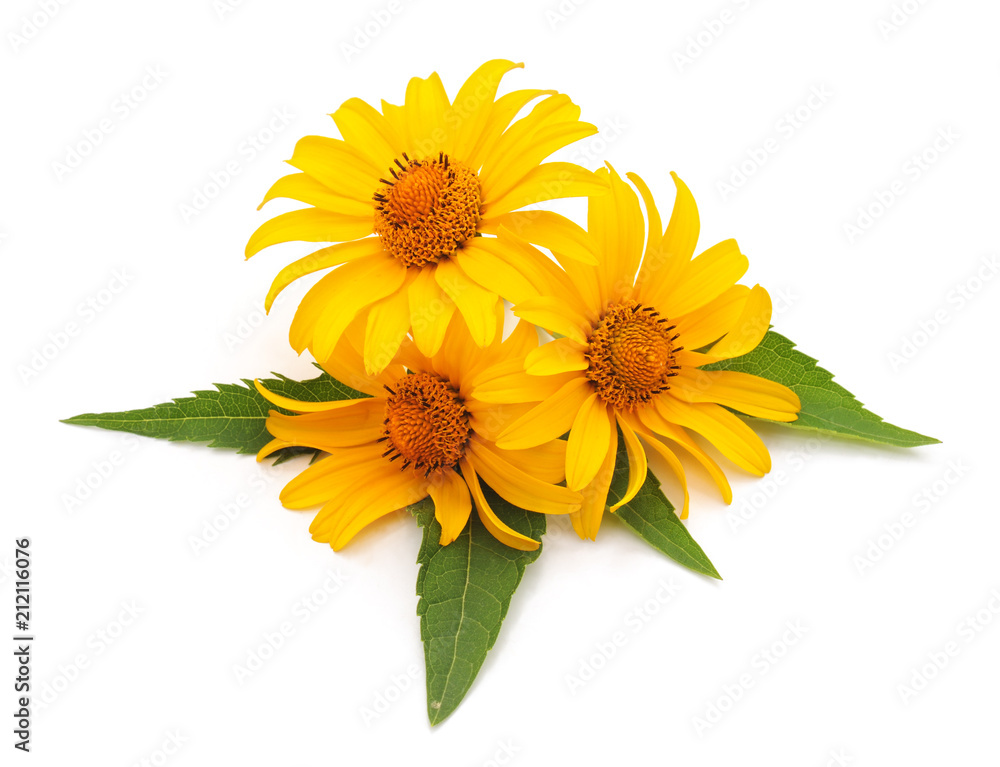 Fototapeta premium Bouquet of yellow chamomile.