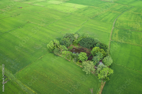 Aerial view from flying drone. Beautiful green area of young rice field or meadow in rainy season