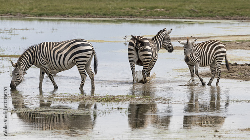 Kenia-Amboseli-Zebra-4487