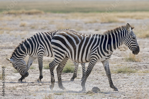 Fototapeta Naklejka Na Ścianę i Meble -  Kenia-Amboseli-Zebra-4917