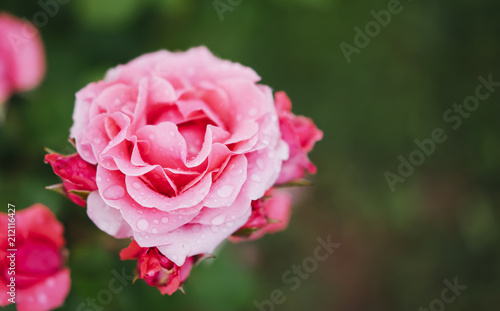 pink bud of rose on a green background closeup with raindrops of water  beautiful romantic flowers for card clean space for text  isolated floral blossom  blooming decoration outdoor concept in summer