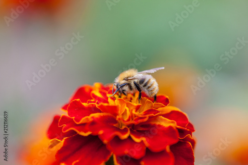 Bee on marigold flower with smooth out of focus background