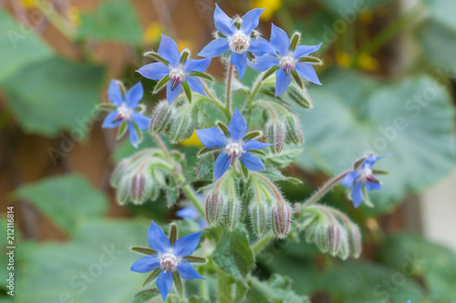 Tableau sur toile Blue flowers of Borage edible flowering plant grown in a container, in blossom o