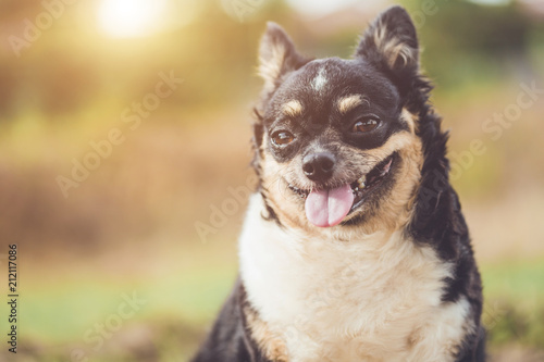 Fototapeta Naklejka Na Ścianę i Meble -  Headshot of cute Chihuahua dog on blur background