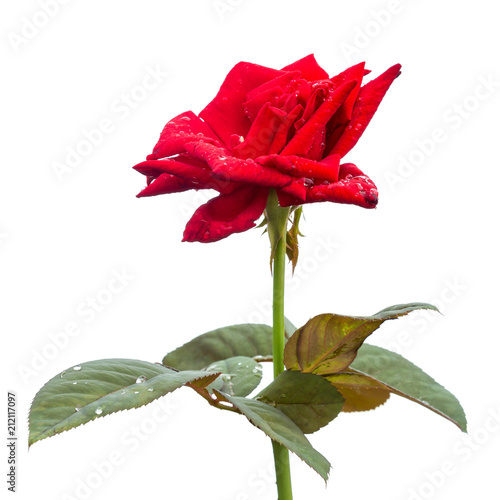 Macro fresh red rose flower on branch with green leaf. Isolated on white