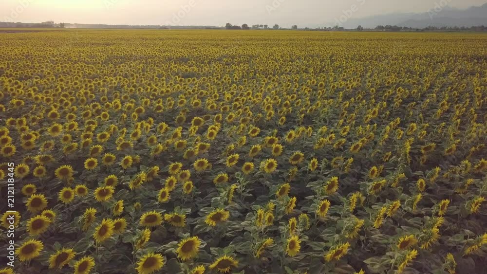 Vista aerea di un bellissimo campo infinito di Girasoli. Concetto di gioia e felicità. Vista aerea di un bellissimo campo infinito di Girasoli. Concetto di gioia e felicità.