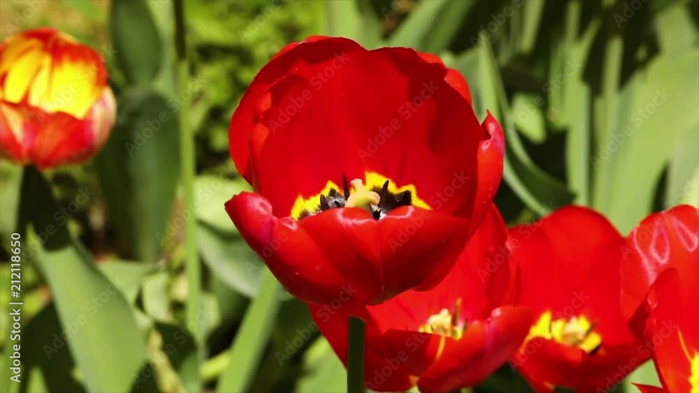 Opened Tulip on a green background in slow motion Opened Tulip on a green background in slow motion