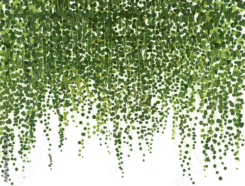 climbing wall of ivy. vector illustration on white background. banner and web background.  