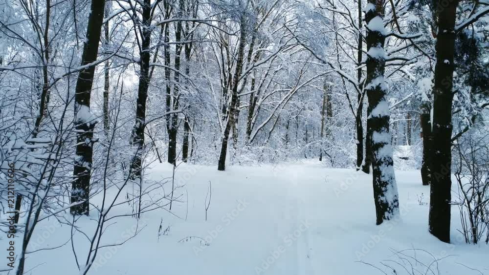 Snowy branches in forest. Winter fairy background Snowy branches in forest. Winter fairy background
