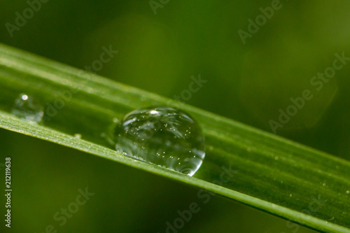 a drop of dew on a blade of grass