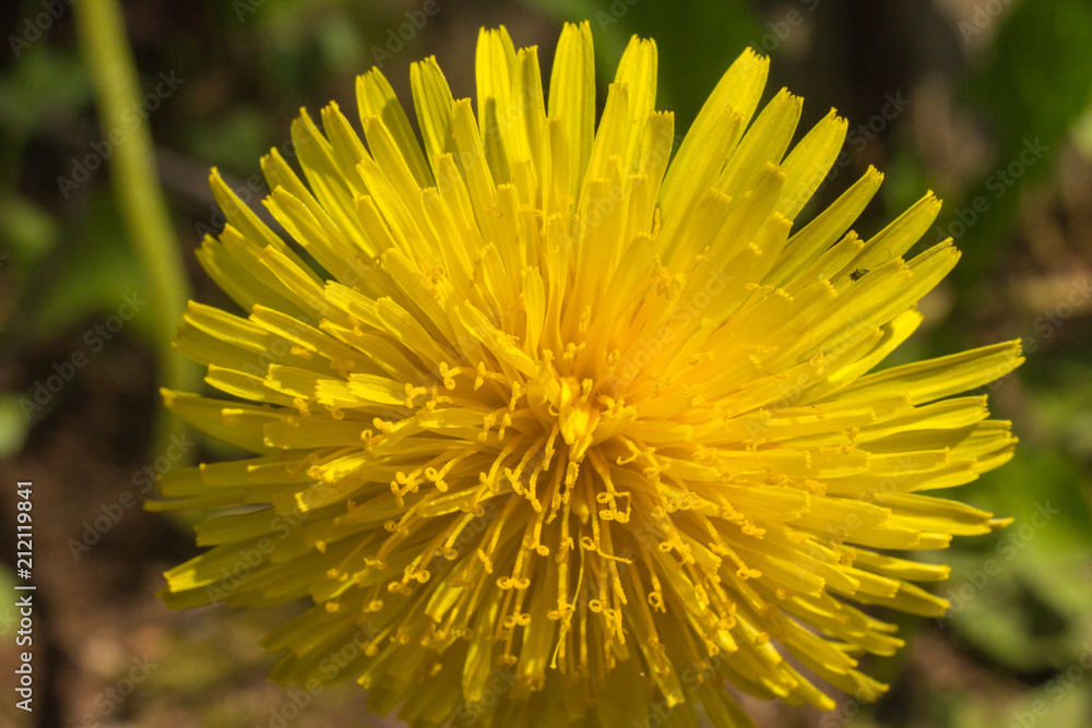 beautiful dandelion in the summer beautiful dandelion in the summer