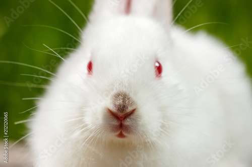 white rabbit close-up on green background © Екатерина Переславце