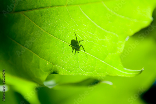 Spider shadow on the leaf. A spider sits on a leaf waiting for his prey
