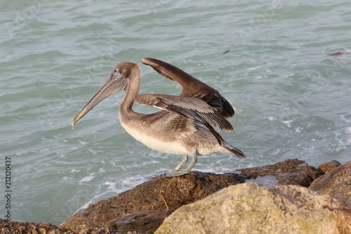 Pelican on the Rocks