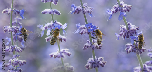 bees close up on lavender flowers - macro photo