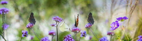 The panoramic view - the garden with flowers and butterflies