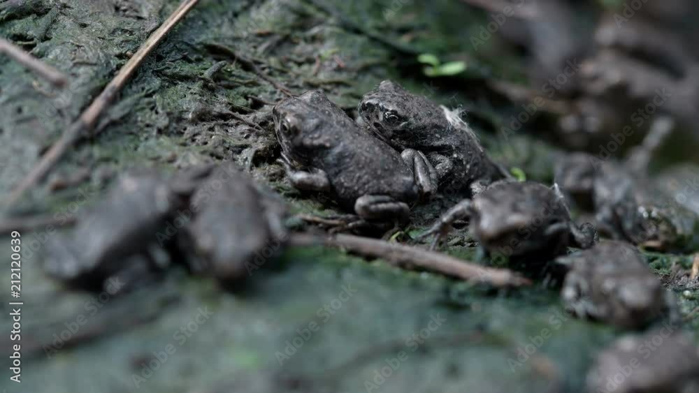 many small frogs in a pond, close-up many small frogs in a pond, close-up
