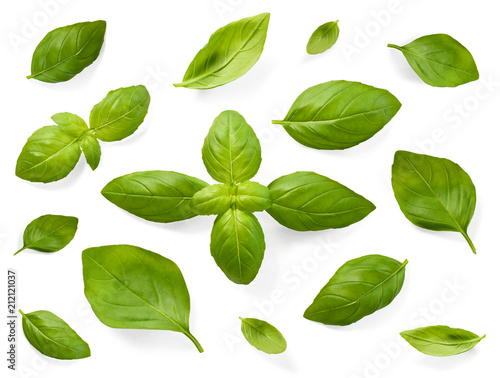 Fresh basil leaves, isolated on white background. Top view or high angle shot of various basil leaves, design elements.