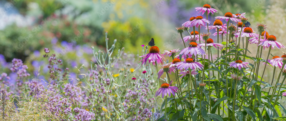 Naklejka premium Echinacea purpurea - kwiat w ogrodzie z bliska