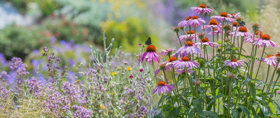 Keuken achterwand Tuin Paarse zonnehoed in zomertuin  © Vera Kuttelvaserova
