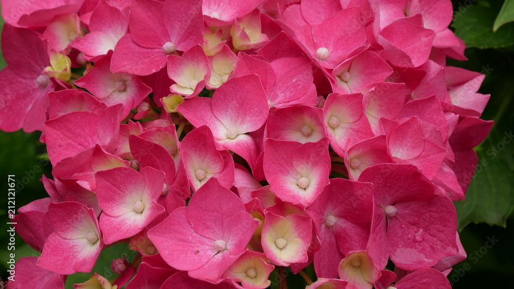 Hortensias rose,détail, jardin Hortensias rose,détail, jardin